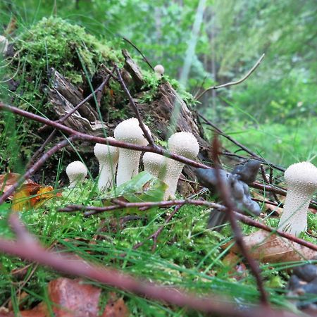 Höör Oestra Nyrups Lantliv 아파트 외부 사진