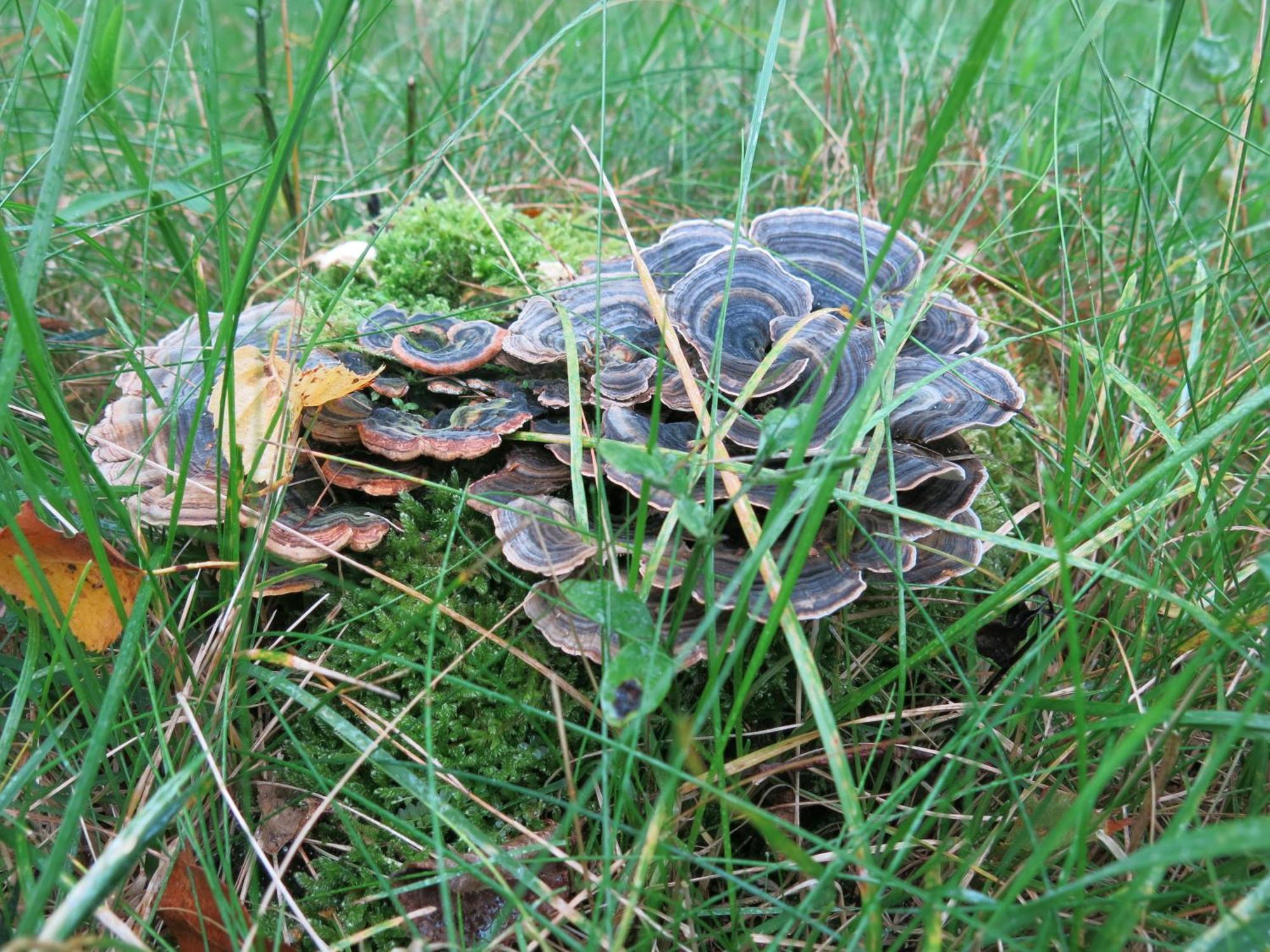 Höör Oestra Nyrups Lantliv 아파트 외부 사진